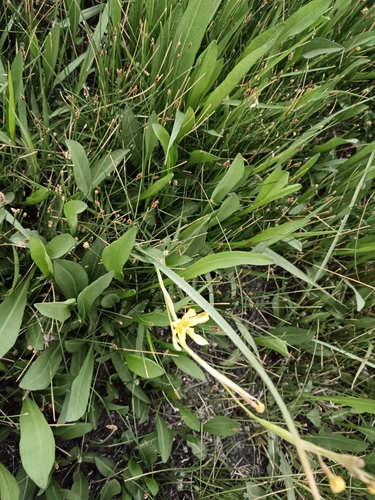 Image of Moraea pallida by (c) Hildegard Klein, some rights reserved (CC BY)