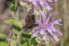 Erynnis lucilius