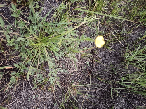 Image of Ranunculus multifidus by (c) Hildegard Klein, some rights reserved (CC BY)