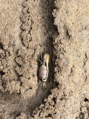 Leptuca leptodactyla