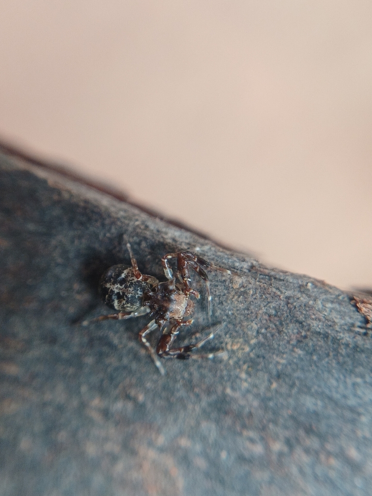 Smodicinus coroniger