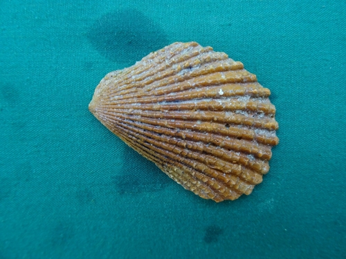 Lima vulgaris observed 2024-09-21