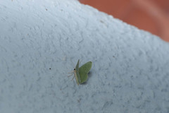 Idiochlora minuscula