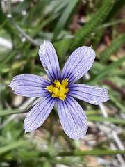 Sisyrinchium idahoense