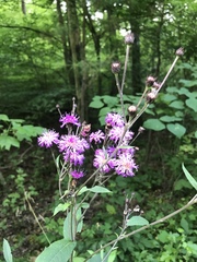 Vernonia glauca