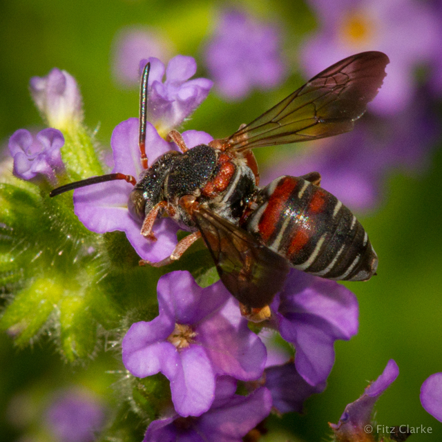 Zoned Cellophane-cuckoo Bee
