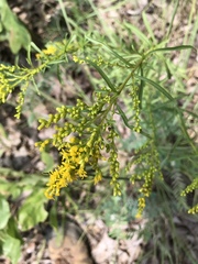 Solidago pinetorum