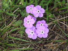 Phlox glabriflora