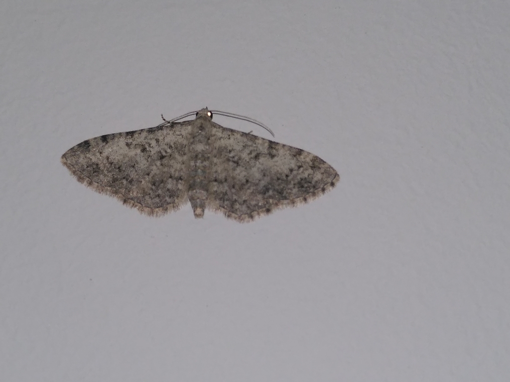 Eupithecia semigraphata
