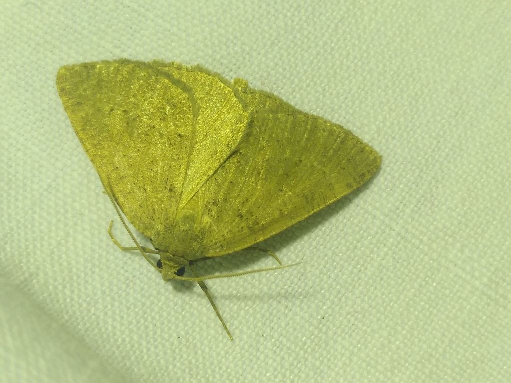 Pachycnemia tibiaria