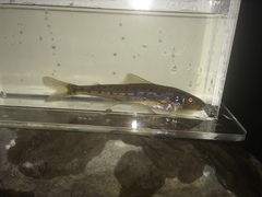 Percopsis omiscomaycus