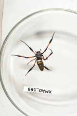 Trichonephila inaurata