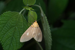 Asota plaginota