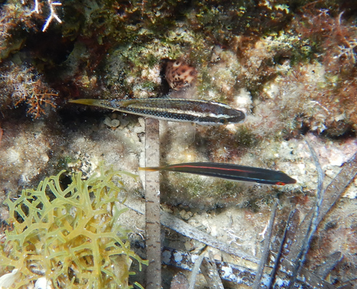 Hinac dugorepac (Symphodus doderleini)