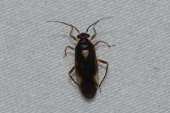 Tropidosteptes