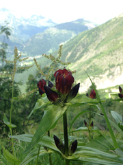 Gentiana purpurea