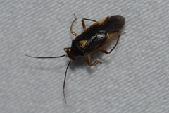 Tropidosteptes