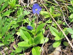 Veronica grandiflora