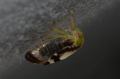 Smiliini