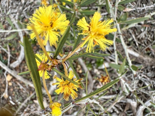 Image of Acacia nervosa by (c) pimelea, some rights reserved (CC BY)