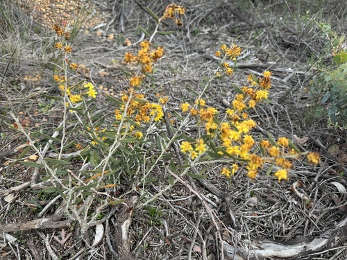 Image of Acacia nervosa by (c) pimelea, some rights reserved (CC BY)
