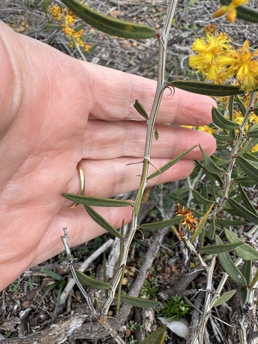 Image of Acacia nervosa by (c) pimelea, some rights reserved (CC BY)