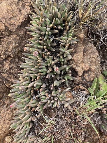 Hereroa glenensis (N.E.Br.) L.Bolus 4