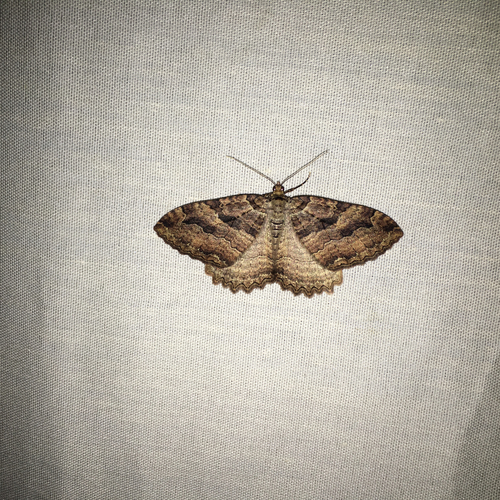 iNaturalist observation photo of Tissue Moth