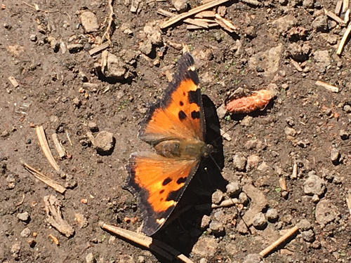iNaturalist observation photo of California Tortoiseshell