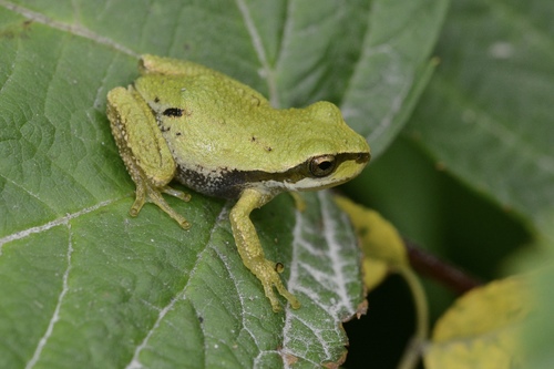 Pacific chorus frog, photo 6 of 7
