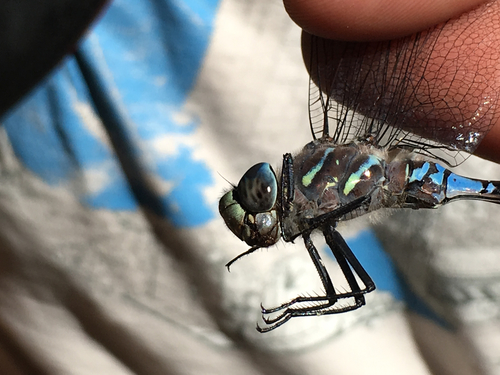 iNaturalist observation photo of Variable Darner