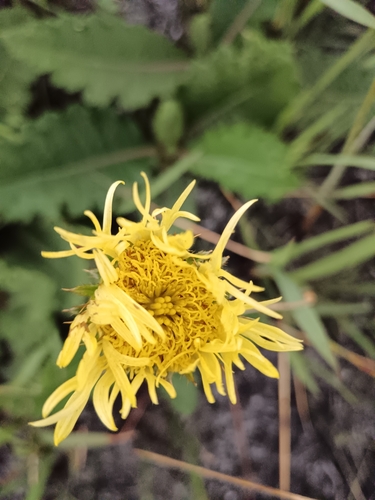 Image of Berkheya radula by (c) Hildegard Klein, some rights reserved (CC BY)