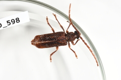 Opsamates