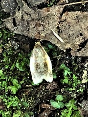 Clepsis melaleucanus