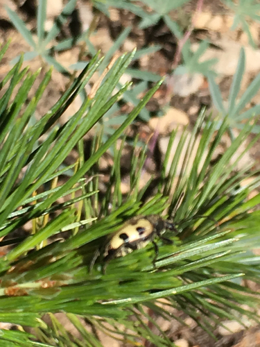 iNaturalist observation photo of Judolia instabilis