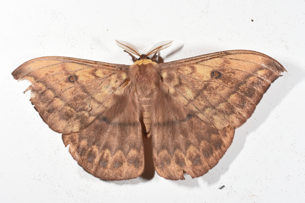 Maltagorea madagascariensis