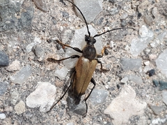 Trigonarthris