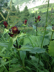 Gentiana purpurea