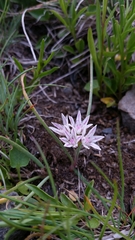 Allium crenulatum