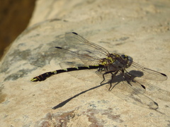 Progomphus borealis