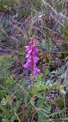 Hedysarum occidentale