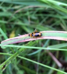 Phyllobrotica decorata