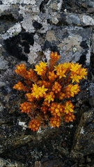 Sedum rupicola