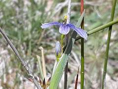 Sisyrinchium idahoense