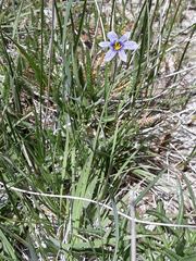 Sisyrinchium idahoense