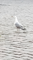 Larus argentatus
