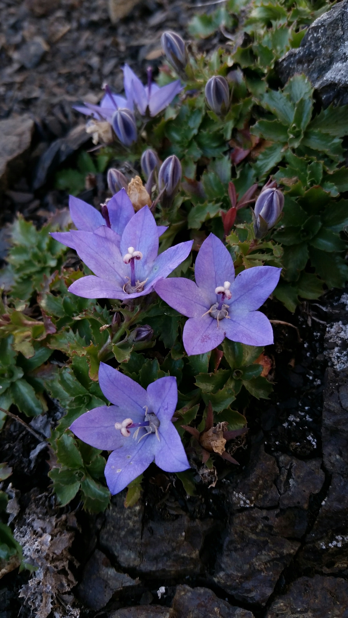 Campanula piperi