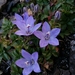 Olympic Bellflower - Photo (c) David Greenberger, some rights reserved (CC BY-NC-ND), uploaded by David Greenberger
