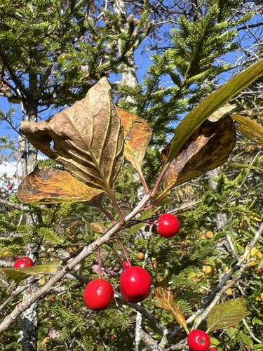Image of Ilex collina by no rights reserved