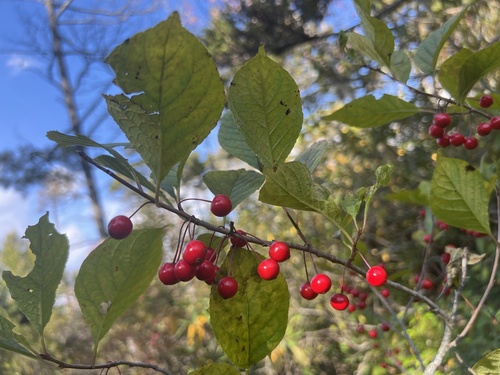 Image of Ilex collina by no rights reserved